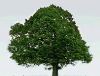 Ecobasis 