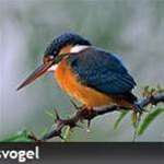 Vogels kijken