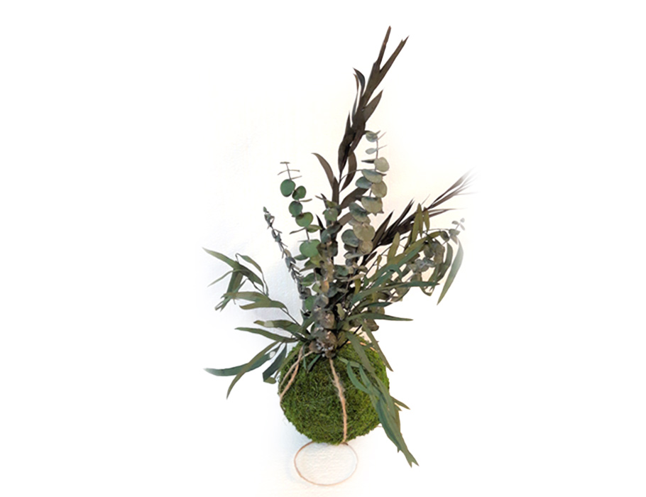 Kokedama Mosbol - Mix van Eucalyptussoorten - 13-15 cm