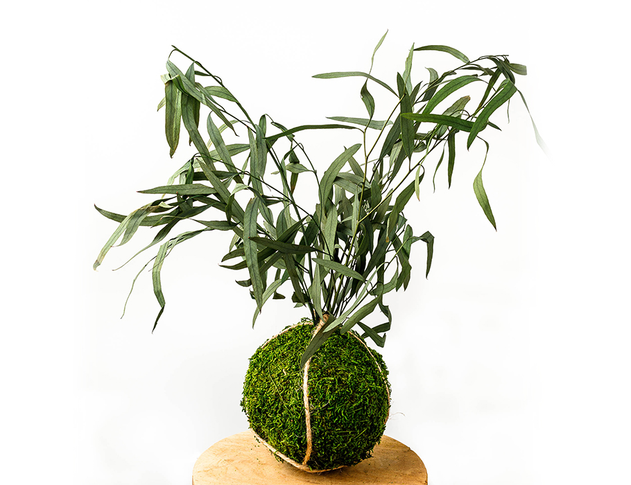 Kokedama Mosbol -  Eucalyptus Nicoly Vert - 8-10 cm