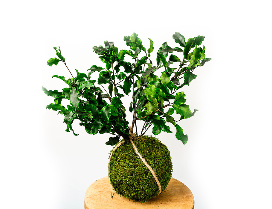 Kokedama Mosbol - Ficus - 8-10 cm