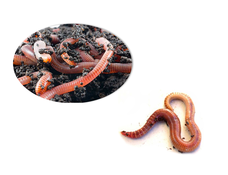Compostwormen - 250 gr