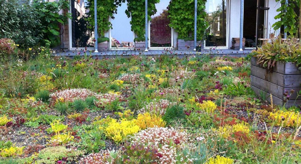 Hier kan je subsidie in NL krijgen voor een groen dak 