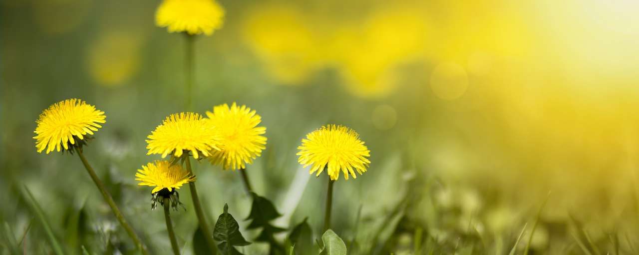 Duurzaam rubber gemaakt van paardenbloemen uit Nederland