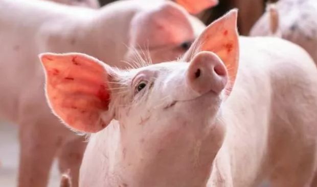 Schweine mit Insekten genauso gesund wie mit Soja