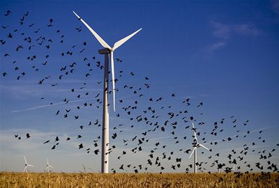 Windmolens minder dodelijk voor vogels dan gedacht.