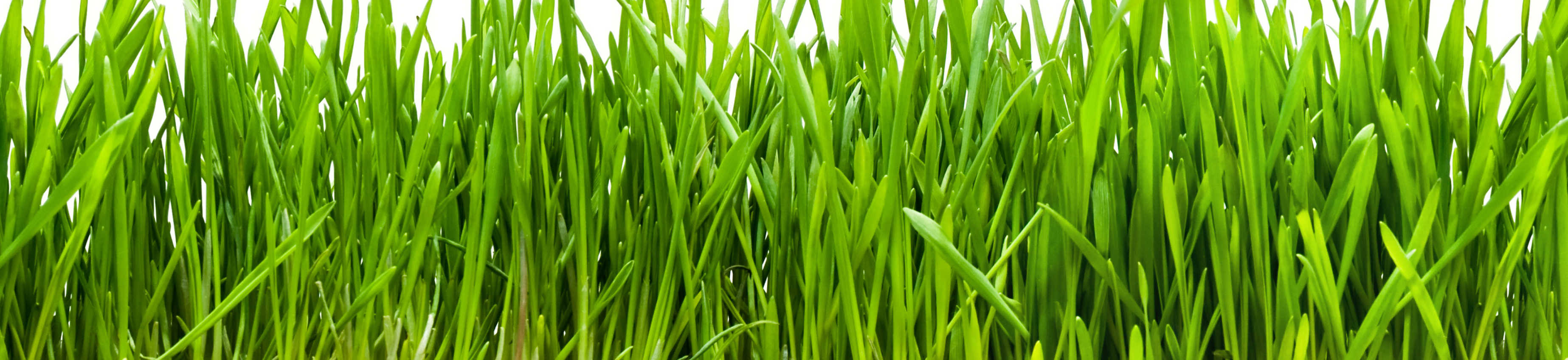 Frankys Flora