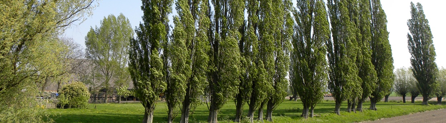 Populier
